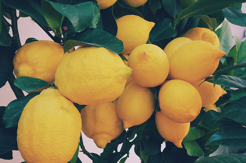 Citroner i ett träd.
