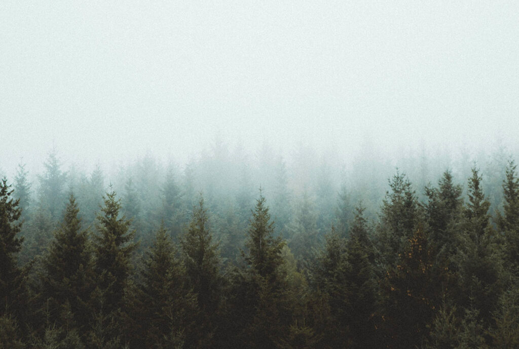 Dimma och skog.